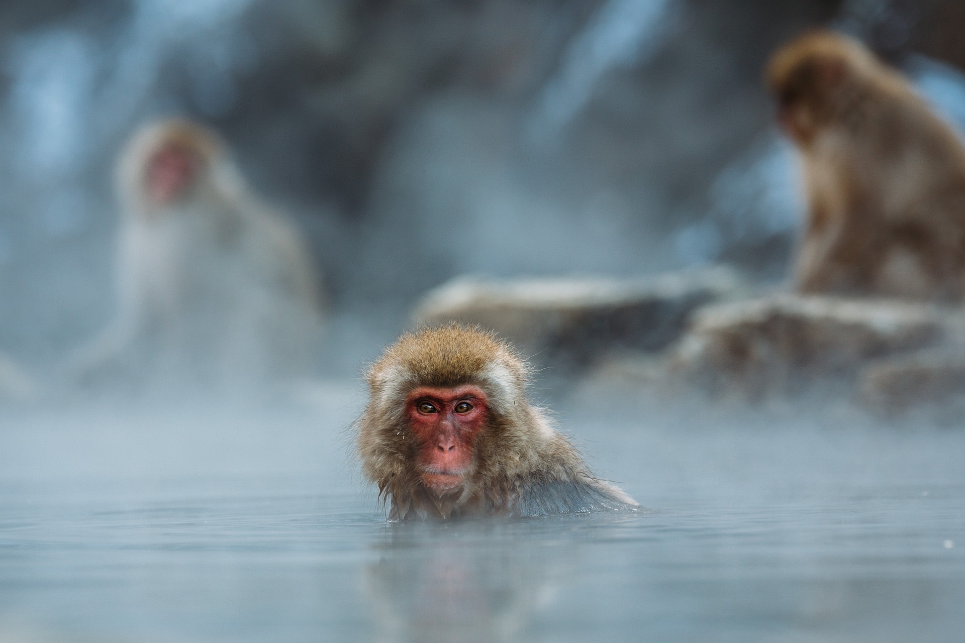 macaque gd10eddaa8 1920